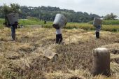 Productores morelenses de arroz claman apoyo oficial