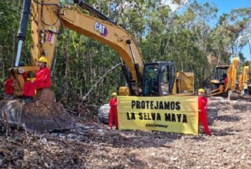 Demandan colectivos ambientalistas a empresas que participan en la construcción del Ten Maya