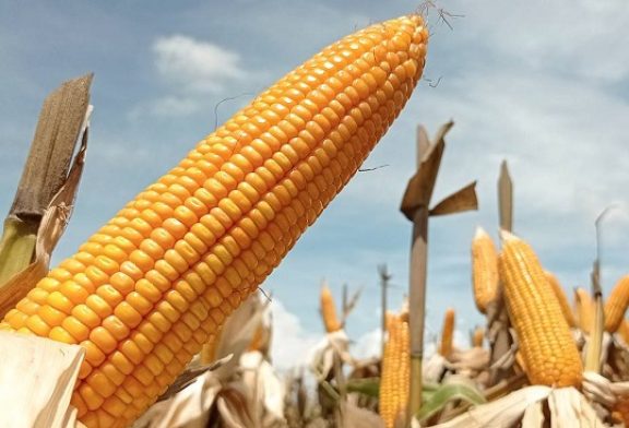 México ofrece a EU extender a 2025 plazo para prohibir maíz transgénico