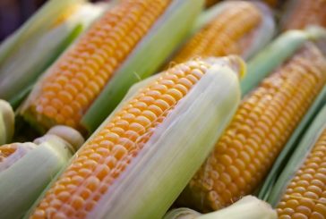Prohibir maíz transgénico impactará negativamente, faltan evidencias científicas: CNA