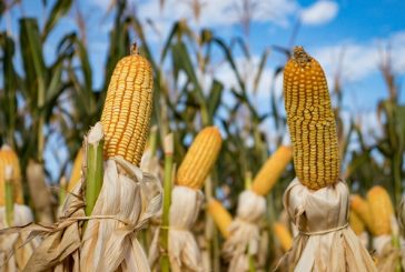 EU solicita consultas T-MEC contra México por maíz transgénico y biotecnológicos