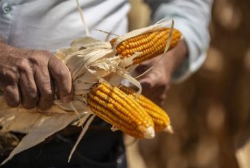 Inicia Estados Unidos creación de panel de resolución de controversias por el tema del maíz transgénico